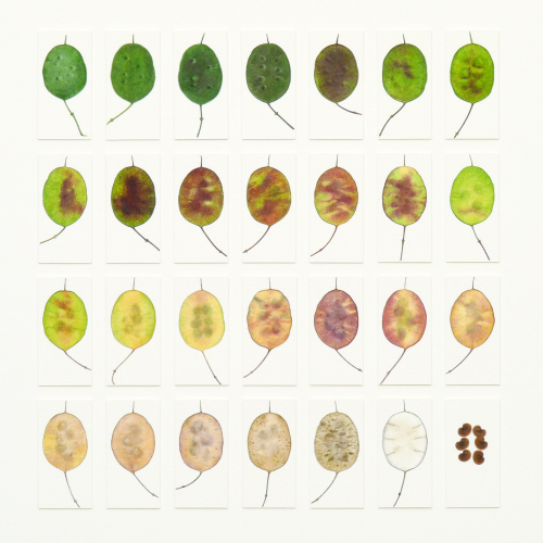 Development of Honesty 5<br>(56 x 56 cm) water colour