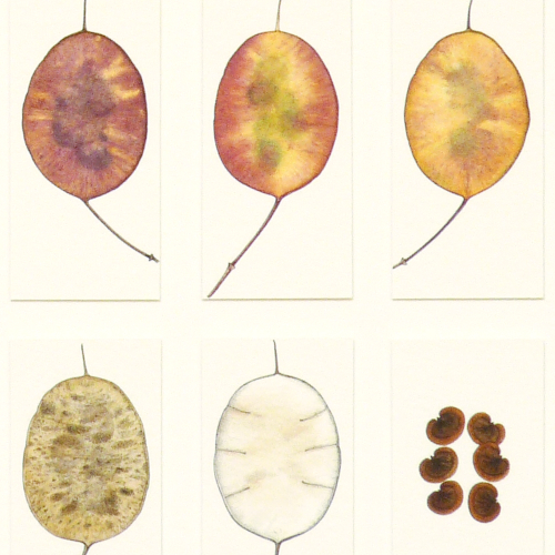 Development of Honesty 5 - detail