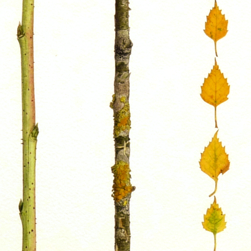 Columniation - detail