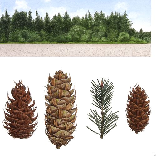 Pseudotsuga - detail