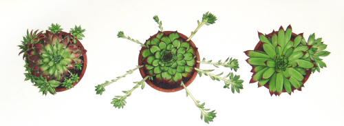 Sempervivum<br>(19 x 57 cm) water colour